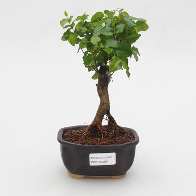 Room bonsai -Ligustrum chinensis - privet - 1