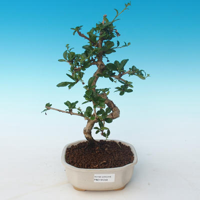 Indoor bonsai - Carmona macrophylla - Tea fuki 405-PB2191248 - 1