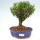 Room bonsai - Buxus harlandii - cork buxus - 1/3