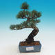 Outdoor bonsai - Pinus parviflora - Small pine tree - 1/2
