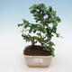 Indoor bonsai - Carmona macrophylla - Fuki tea - 1/5