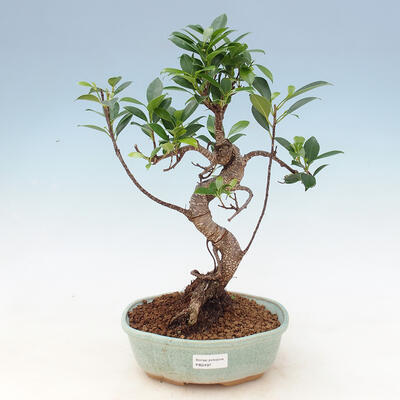 Room bonsai - Ficus kimmen - malolistý ficus - 1