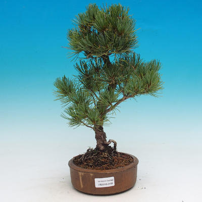 Outdoor bonsai - Pinus parviflora - Small pine tree
