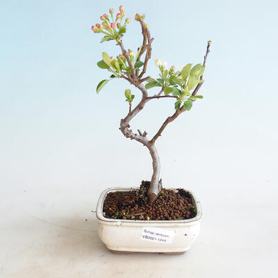 Outdoor bonsai - Malus sargentii - Small-fruited apple tree - 1