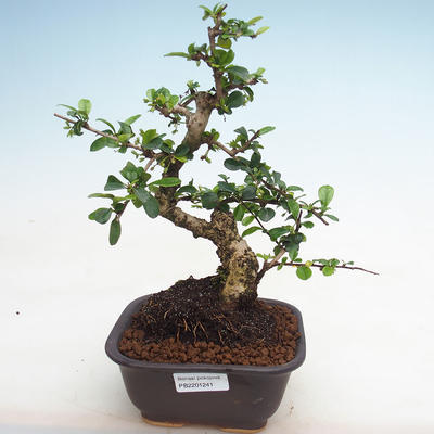 Indoor bonsai - Carmona macrophylla - Fuki tea PB2201241 - 1