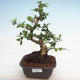 Indoor bonsai - Carmona macrophylla - Fuki tea PB2201241 - 1/5