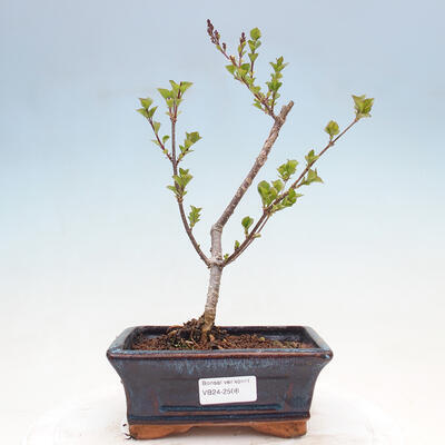 Outdoor bonsai - Syringa Meyeri Palibin - Meyer's Lilac - 1