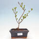 Outdoor bonsai - Syringa Meyeri Palibin - Meyer's Lilac - 1/3