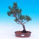 Outdoor bonsai - Small tree bark - Pinus parviflora glauca - 1/6