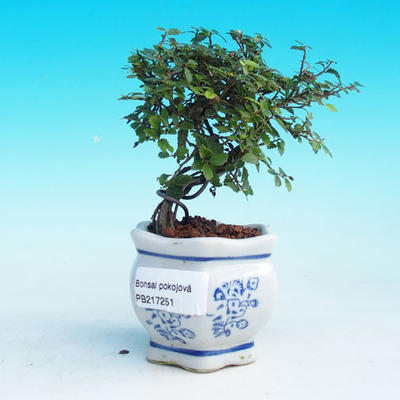 Room -Malolistý elm bonsai - P217251 - 1
