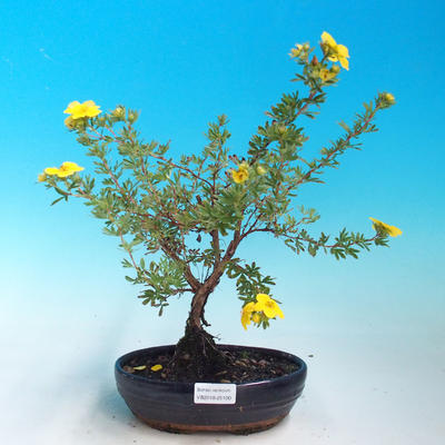 Outdoor Bonsai-Mochna Shrubs - Dasiphora fruticosa Yellow - 1