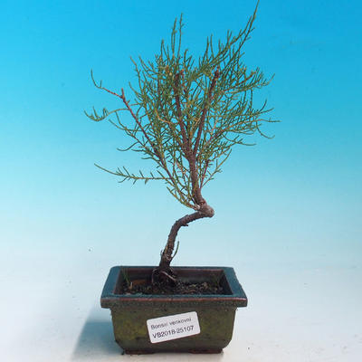 Outdoor bonsai - Tamaris parviflora tamarisk malolistý - 1