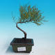 Outdoor bonsai - Tamaris parviflora tamarisk malolistý - 1/2