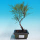 Outdoor bonsai - Tamaris parviflora tamarisk malolistý - 1/2