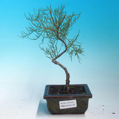 Outdoor bonsai - Tamaris parviflora tamarisk malolistý - 1