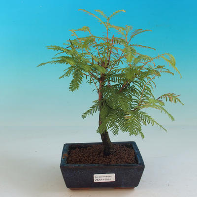Outdoor bonsai - Tisovec double row - 1