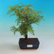 Outdoor bonsai - Tisovec double row - 1/4