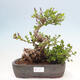 Outdoor bonsai - Syringa Meyeri Palibin - Meyer's Lilac - 1/7