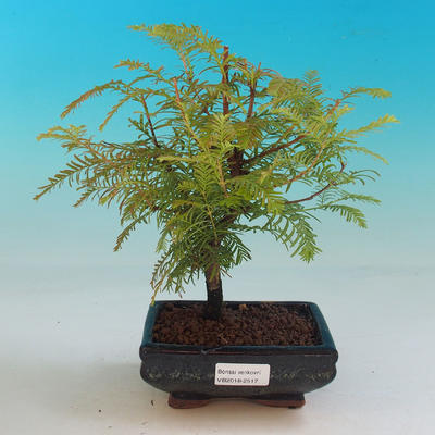 Outdoor bonsai - Tisovec double row - 1
