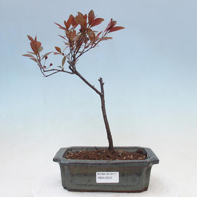 Outdoor bonsai - Prunus ceras Nigra - Plum tree - 1