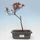 Outdoor bonsai - Prunus ceras Nigra - Plum tree - 1/2