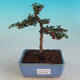 Outdoor bonsai-Cotoneaster-Skalník - 1/2