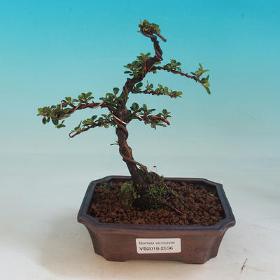 Outdoor bonsai - Cotoneaster-Skalník - 1