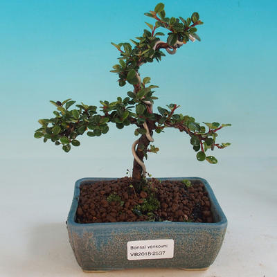 Outdoor bonsai-Cotoneaster-Skalník - 1