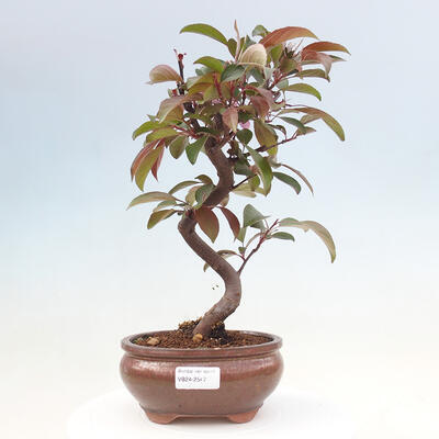 Outdoor bonsai - Malus domestica - Small-fruited red-leaved apple tree - 1