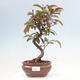 Outdoor bonsai - Malus domestica - Small-fruited red-leaved apple tree - 1/6