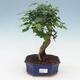 Indoor bonsai -Ligustrum chinensis - small-leaved bird's beak - 1/3