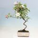 Outdoor bonsai - Malus halliana - Small-fruited apple tree - 1/6