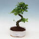 Indoor bonsai -Ligustrum chinensis - small-leaved bird's beak - 1/3