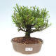 Room bonsai - Buxus harlandii - cork buxus - 1/3