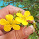 Outdoor Bonsai-Mochna Shrubs - Dasiphora fruticosa Yellow - 1/5