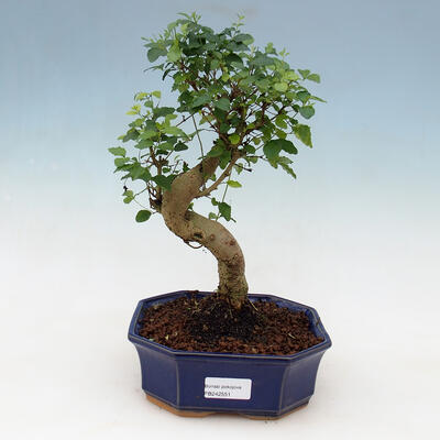 Indoor bonsai -Ligustrum chinensis - small-leaved bird's beak - 1