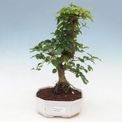 Indoor bonsai -Ligustrum chinensis - small-leaved bird's beak - 1