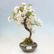 Outdoor bonsai - Malus halliana - Small-fruited apple tree - 1/6