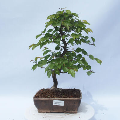 Outdoor bonsai - Carpinus CARPINOIDES - Korean hornbeam - 1