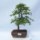 Outdoor bonsai - Carpinus CARPINOIDES - Korean hornbeam - 1/4
