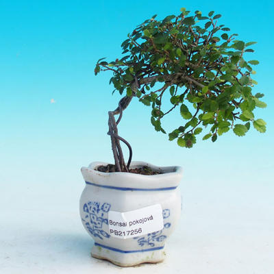 Room -Malolistý elm bonsai - P217256 - 1