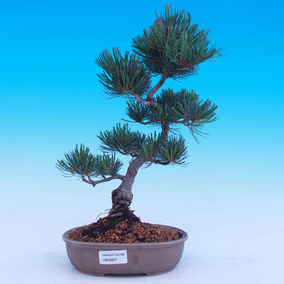 Outdoor bonsai - Small tree bark - Pinus parviflora glauca - 1