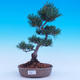 Outdoor bonsai - Small tree bark - Pinus parviflora glauca - 1/6
