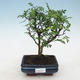Indoor bonsai - Zantoxylum piperitum - peppercorn - 1/4