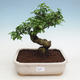 Indoor bonsai -Ligustrum chinensis - Bird's beak - 1/3