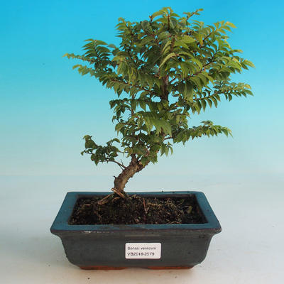 Outdoor bonsai-Ulmus Elegantissima Jack. Hillier-Jílm elegant - 1