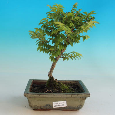 Outdoor bonsai-Ulmus Elegantissima Jack. Hillier-Jílm elegant - 1
