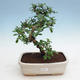 Room bonsai - Tea Fuki - 1/5