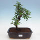 Room bonsai - Tea Fuki - 1/5