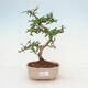 Room bonsai - Carmona macrophylla - Fuki tea - 1/5